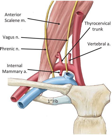 Chapter 9 Subclavian Vessels Anesthesia Key