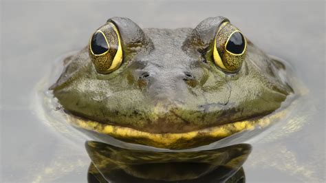 Utah Has An Invasive Bullfrog Problem So The Dwr Wants You To Eat Them
