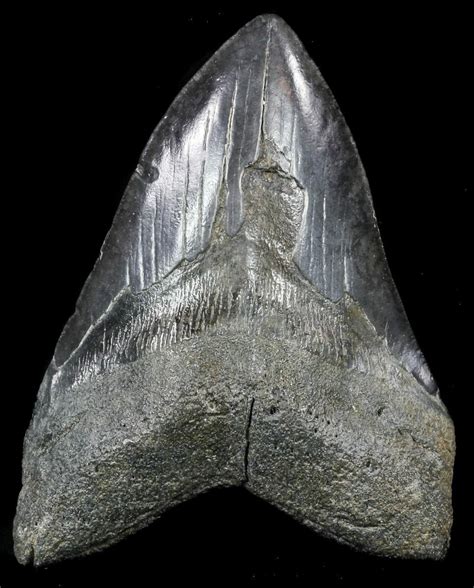 600 Fossil Megalodon Tooth Georgia 56463 For Sale
