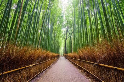 Path To Bamboo Forest Arashiyama Kyoto Japa — Stock Photo © Lkunl