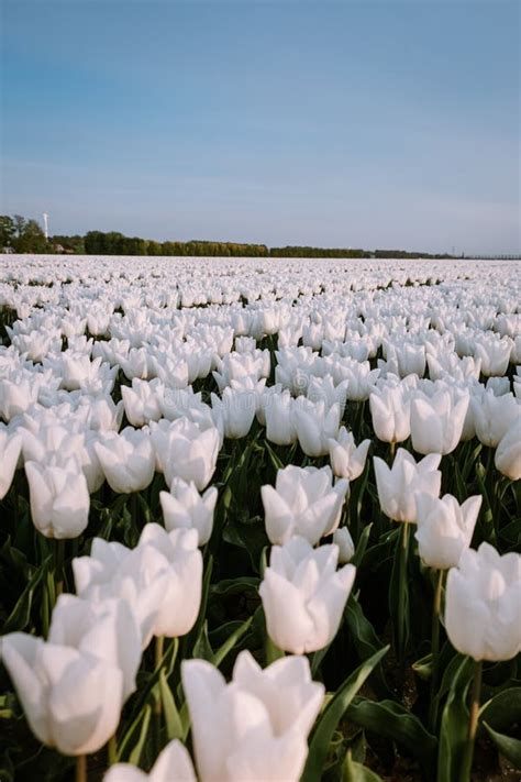 White Tulip Flower Field During Spring In The Netherlands