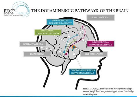 dopamine pathways diagram