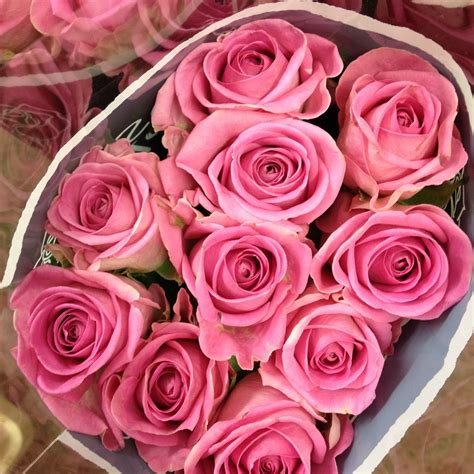We did not find results for: Dark pink rose called 'Aqua' Sold in bunches of 20 stems ...