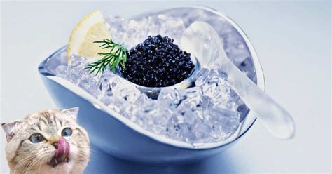 Can Cats Eat Caviar Yes And How Much Mi Cat Guide