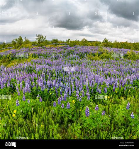 Beautiful Purple Lupin Nootka Meadows Field On Eastern Iceland Early