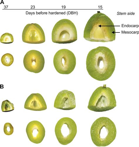 Characterization Of ‘stoneless A Naturally Occurring Partially