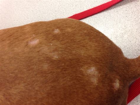 Light Patches On Dogs Nose Is Dry And Crusty