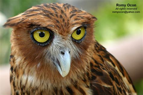 Philippine Eagle Owl Birdforum Opus Birdforum