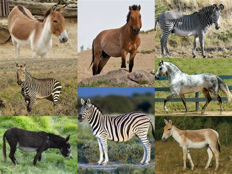 Equus Genus Alchetron The Free Social Encyclopedia
