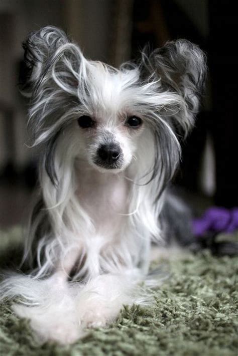 8 Chinese Crested Dogs Ideas Chinese Crested Chinese Crested Dog Dogs