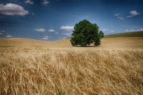 Lone Tree In A Wheat Field Palouse Photograph By Marg Wood Fine Art