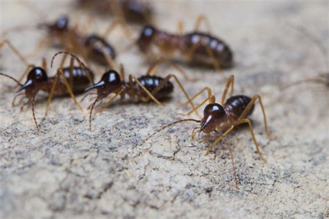 Do Termites Look Like Ants Proactive Pest Control