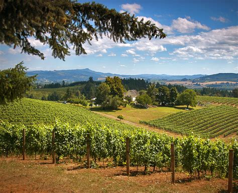 Willamette Valley Number One In World Wine Regions Albany Visitors