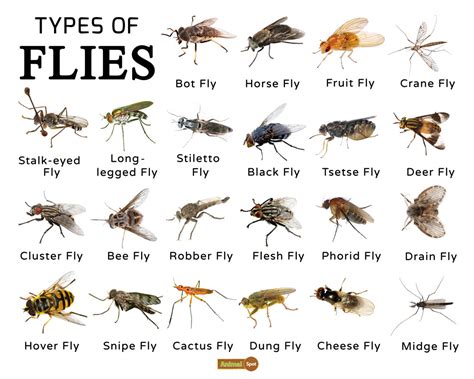 Fly Facts Types Classification Habitat Diet Adaptations