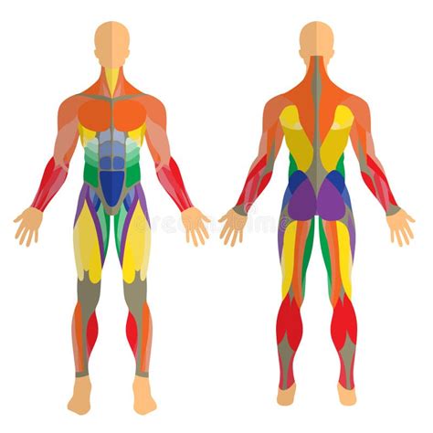 Ilustração Dos Músculos Humanos Corpo Fêmea E Masculino Treinamento Do