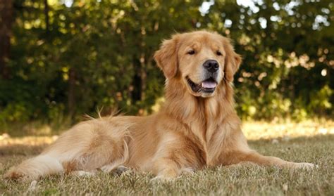 20 Of The Most Loyal Dog Breeds