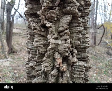 Rough Textured Brown Tree Bark In Forest Or Woods Stock Photo Alamy