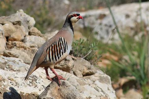 Birds Of Middle East Focusing On Wildlife