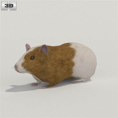 Guinea Pig Low Poly 3d Model Download Animals On