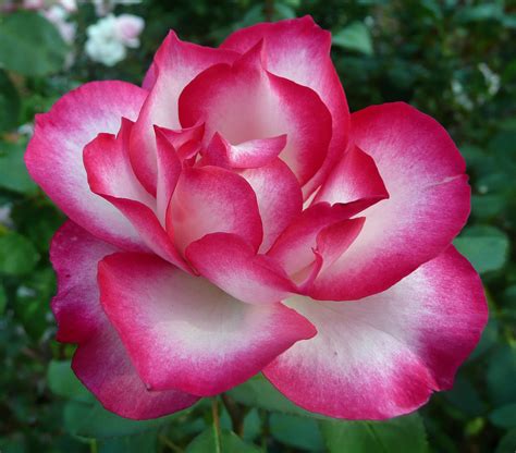 Dozens Of Wonderful Multi Colored Roses Marin Rose Society