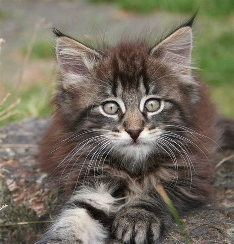 116 Best Images About Norwegian Forest Cats On Pinterest