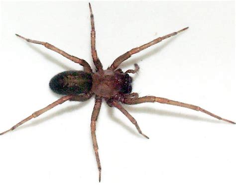 In the prevalence of brown widow and black widow spiders (araneae: Dangerous Chilean Recluse Spider Colonizes Los Angeles ...