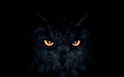 2880x1800 Owl Dark Glowing Eyes Macbook Pro Retina Hd 4k Wallpapers
