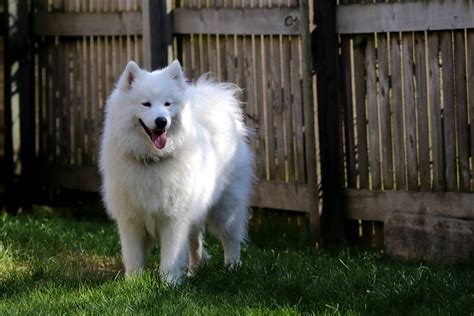 Samoyed Pictures And Informations Dog