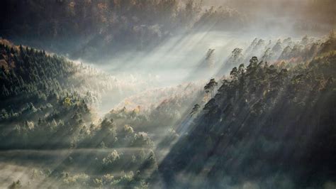 Foggy Forest Wallpapers Hd Pixelstalknet
