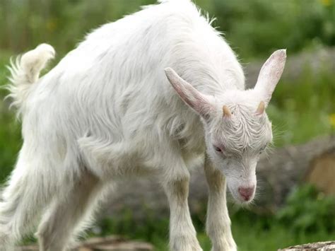 Little Goat Running On Meadow — Stock Photo © Olechowski 1736450