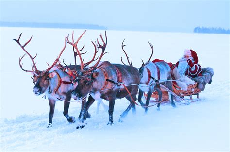 Where Did Santas Reindeer Come From The Storage Inn Blog