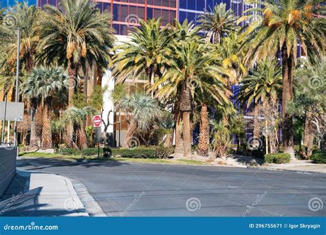 Palm Trees On The Streets Of Las Vegas Nevada Stock Image Image Of