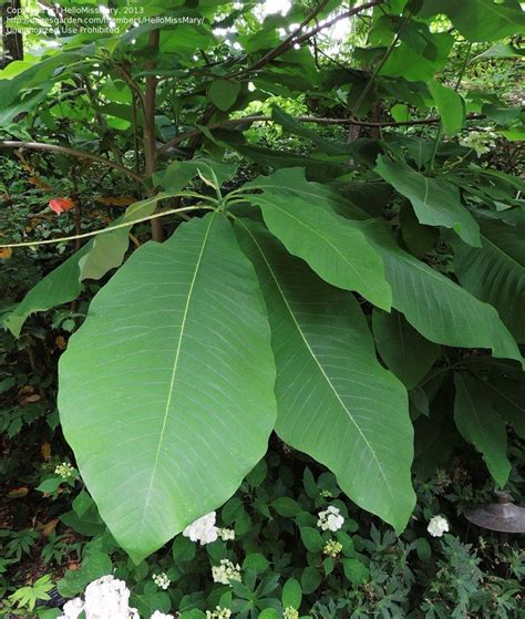 96 Best Ideas For Coloring Big Leaf Tree Identification