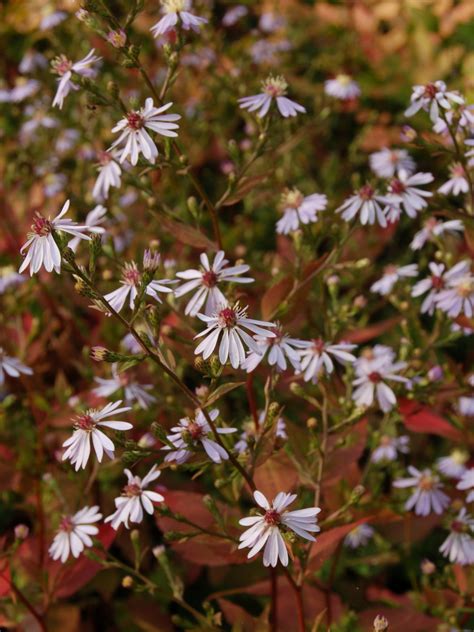 Symphyotrichum Primrose Path The Beth Chatto Gardens