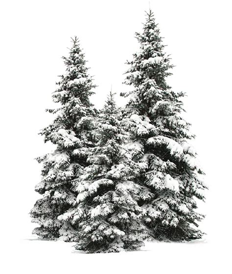 Download Tree Trees Christmas Christmastree Snow Winter Wintertr