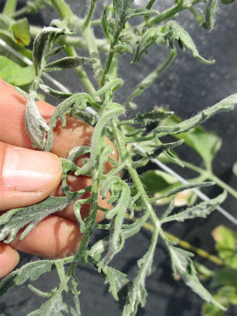 What Causes Leaf Curl On Young Tomato Plants