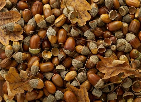 Leaves And Acorns From An Oak Tree Stock Image F0157401 Science