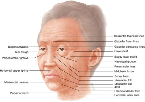 Anatomy Regions Of Face