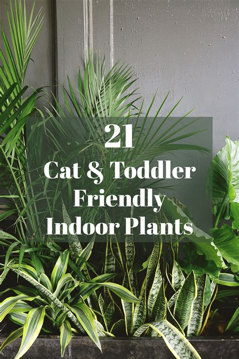 Simple Cat Safe Houseplants For Small Space Home Decorating Ideas