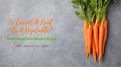 Is Carrot A Fruit Or A Vegetable Nutritional Facts About Carrots