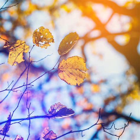 Colorful Autumn Leaves With Blue Sky Stock Photo Image Of Gold Line