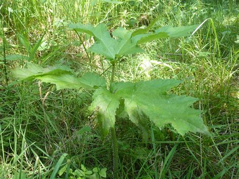 Giant Hogweed In Baby Form Flickr Photo Sharing