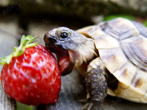 Turtle Eating Strawberry Stock Photo And Royalty Free Images On