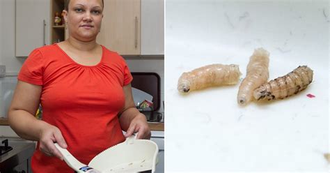 Mums Disgust As She Finds Maggots In Her Kitchen Came From Corpse Rotting In Upstairs Flat