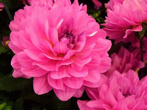 Dahlia Bright Pink Flowers Hd Wallpaper Download For Mobile 1920x1200
