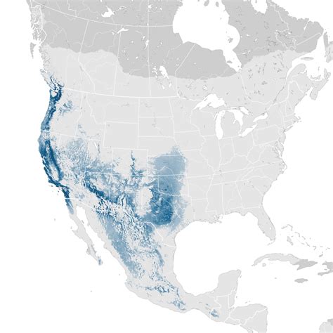 Spotted Towhee Abundance Map Non Breeding Ebird Status And Trends