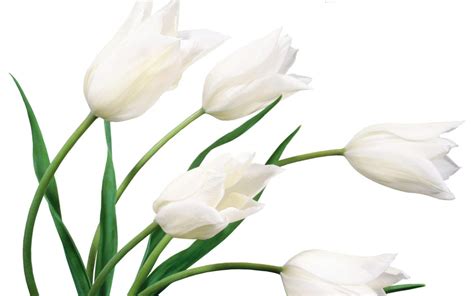 White Flower Weneedfun