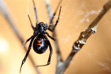Black Widows Are Spreading And Climate Change Is To Blame