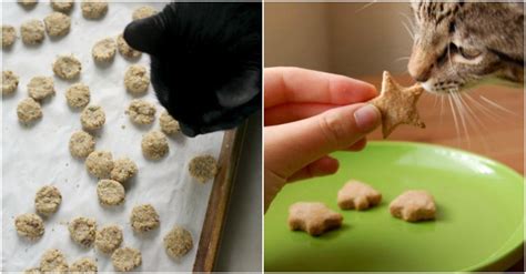 15 Purrfect Homemade Cat Treats To Spoil Your Kitty