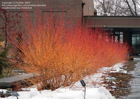 This is one of the best shrubs for providing vibrant colour to the garden in winter. Full size picture of Bloodtwig Dogwood 'Midwinter Fire ...